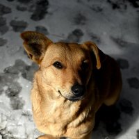 ласковый взгляд :: Aleksandr 