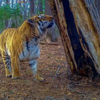 Амурский тигр :: Aleksey Afonin