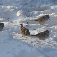 в саду зимой :: ИННА ПОРОХОВА в саду зимой :: ИННА ПОРОХОВА