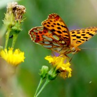 опять про бабочек...343 :: Александр Прокудин