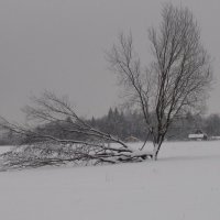 без названия :: fogmeadowww m