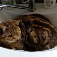 Нашел себе спальное место :: Наталья ***