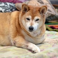 Пора на прогулку :: Валерий Иванович Пора на прогулку :: Валерий Иванович