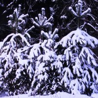 Три сестрички :: Людмила Смородинская