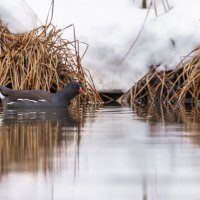 камышница :: юрий макаров