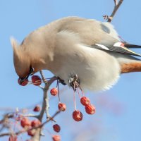 Свиристель :: Виктор Иванович Чернюк