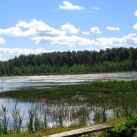 Дворцовский пруд :: Лариса С.