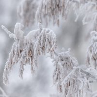 Белым бело. :: Анатолий. Chesnavik.