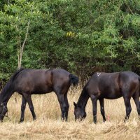 Лошадки :: Игорь Сикорский