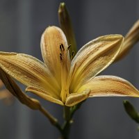 Лилейник :: Игорь Сикорский