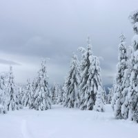 В лесу родились ёлочки... :: Галина Ильясова