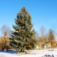 Ёлочка пушистая :: Валентин Семчишин Ёлочка пушистая :: Валентин Семчишин