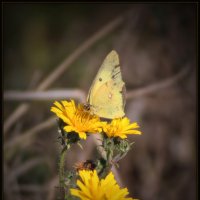 *** :: Александр. AVG100 --- *** :: Александр. AVG100 ---