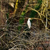 Белая цапля :: Jakob Dick