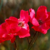 Цветы ушедшего лета :: Юрий. Шмаков Цветы ушедшего лета :: Юрий. Шмаков