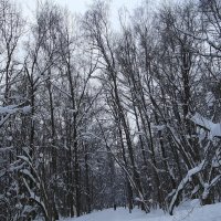 Зима :: Freddy 97 Зима :: Freddy 97