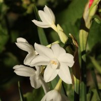 Нарциссы :: Светлана Тихонина