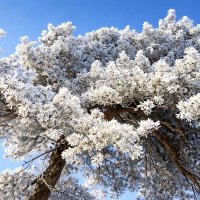 Зима :: Aлёна Зима :: Aлёна