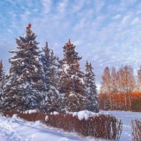 Из прогулки в зимний солнечный день :: svk *