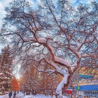 Из прогулки в зимний солнечный день :: svk *