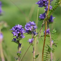 Просто полевые цветы :: Prizrak 777