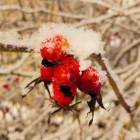 Зимний этюд :: Галина Бобкина