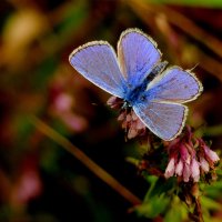 опять про бабочек...348 :: Александр Прокудин