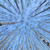 Березовая роща :: Анастасия Логинова Березовая роща :: Анастасия Логинова