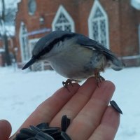 Поползень :: Сапсан 