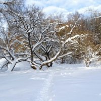 Зимний парк. :: Милешкин Владимир Алексеевич 