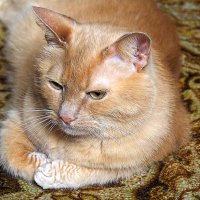 домашние радости :: Олег Лукьянов домашние радости :: Олег Лукьянов