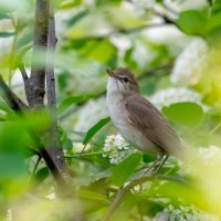 В черемухе :: Владимир Лазарев В черемухе :: Владимир Лазарев