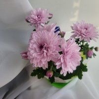 Хризантемы :: Галина Нестратова Хризантемы :: Галина Нестратова