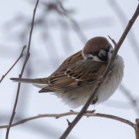 *** :: Виктор Иванович Чернюк *** :: Виктор Иванович Чернюк