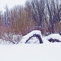 А этих зима согнула! :: Владимир 