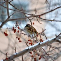 Морозно :: Татьяна Лютаева Морозно :: Татьяна Лютаева