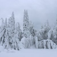 Зимняя сказка на склоне г. Уван :: Галина Ильясова Зимняя сказка на склоне г. Уван :: Галина Ильясова