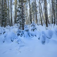Зимний лес :: Сергей Цветков Зимний лес :: Сергей Цветков