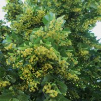 липовый цвет :: Елена Шаламова