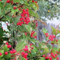 Осенние кружева :: Лариса С.