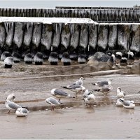 Январь на Балтике. :: Валерия Комова Январь на Балтике. :: Валерия Комова