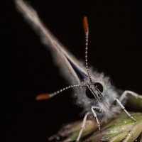 Эти глаза напротив :: Игорь Шевченко Эти глаза напротив :: Игорь Шевченко