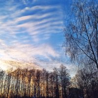 Из прогулки в зимний солнечный день :: svk *