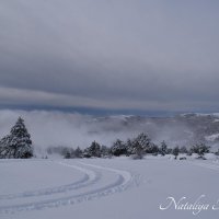 Природа Крыма :: Amazing Cosmea