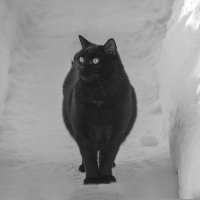 зимний кот :: РозаВетроф зимний кот :: РозаВетроф