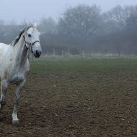 Из серии " Лошадинная любовь " (1) :: Valziwa Из серии " Лошадинная любовь " (1) :: Valziwa