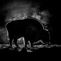 Ночной гость :: Дмитрий Шишкин Ночной гость :: Дмитрий Шишкин