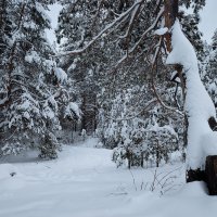 Зимняя природа :: Александр Синдерёв