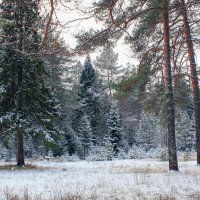 зима :: Владимир Зеленцов