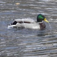 Селезень :: Freddy 97